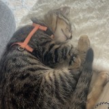 mimie