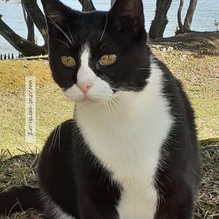 Photo 1/1 minos Chat perdu à Saint Palais Sur Mer