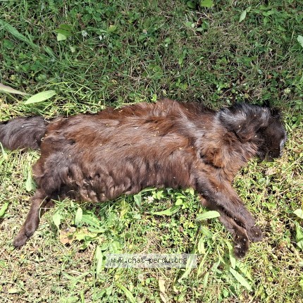 Photo 1/1 Chat trouvé Trouvé à Prunay En Yvelines