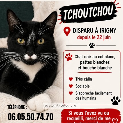 Photo 1/1 Chat retrouvé Perdu à Irigny