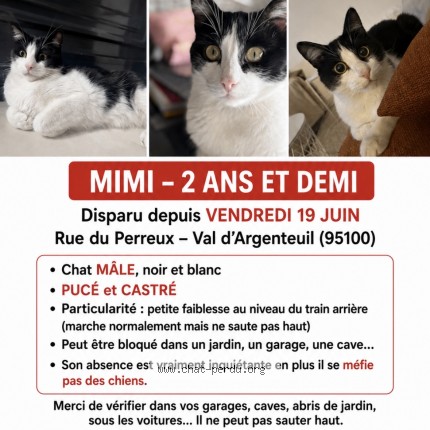 Photo de chat perdu à Argenteuil