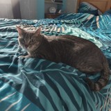 Bijou