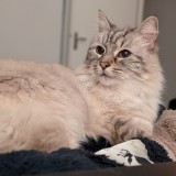 Padm&eacute; Doudou