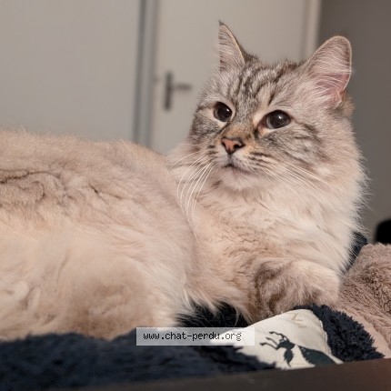 Photo 1/1 Padmé Doudou Chat perdu à Merignac