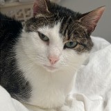 nounouchat