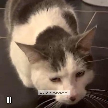 Photo 1/1 Spip Chat perdu à Overijse