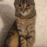 Tikky