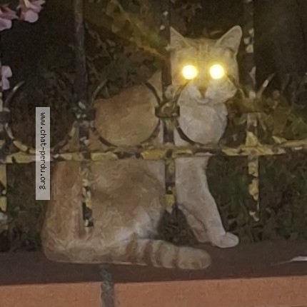 Photo de chat trouvé à Tournefeuille