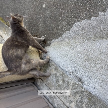 Photo 1/1 Chat trouvé Trouvé à Toulouse