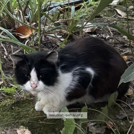 Photo 1/1 Chat trouvé Trouvé à Courbevoie