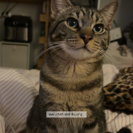 Photo de chat perdu à Toulouse
