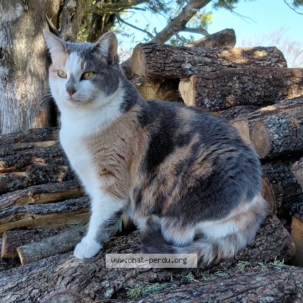 Photo de chat perdu à Montlaux