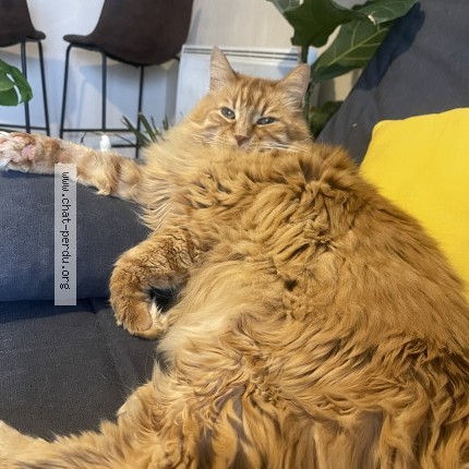 Photo 1/1 Chat retrouvé Perdu à St Pavace