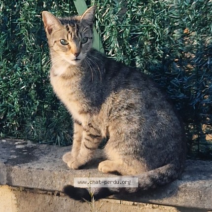 Photo 1/1 Evoli Chat perdu à Taponas