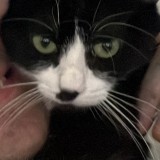 chat