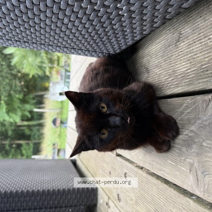Photo 1/1 Chat trouvé Trouvé à Saint Meen Le Grand