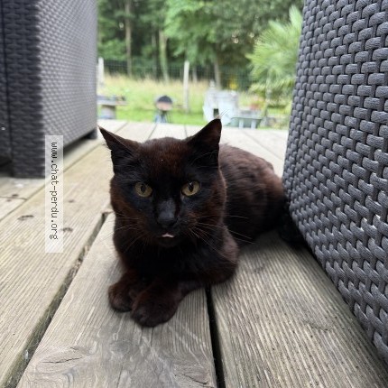 Photo 1/1 Chat retrouvé Trouvé à Saint Meen Le Grand