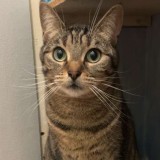 Nala