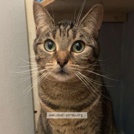 Photo 1/3 Nala Chat perdu à Aulnay Sous Bois