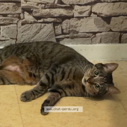 Photo 2/3 Nala Chat perdu à Aulnay Sous Bois