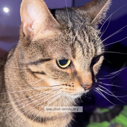 Photo 3/3 Nala Chat perdu à Aulnay Sous Bois