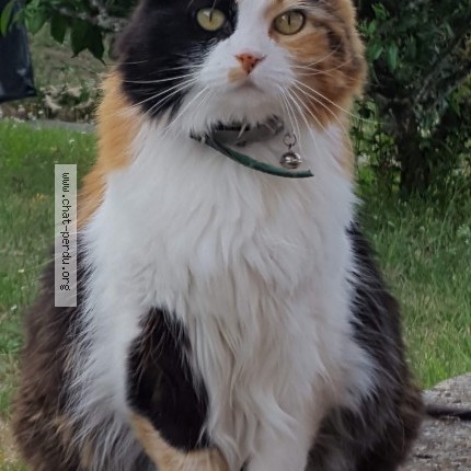 Photo 1/1 Gwendoline dit minou ou minette Chat perdu à Chamigny