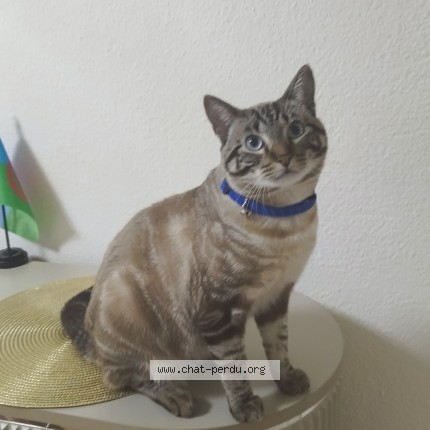 Photo 1/1 nunu Chat perdu à Montbeliard