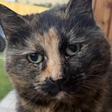 Mimi