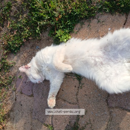 Photo 1/1 choupette Chat perdu à Saint Macaire Du Bois