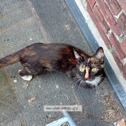 Photo 1/1 Chat trouvé Trouvé à Lille