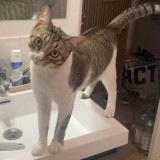 Loki