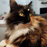 Nala