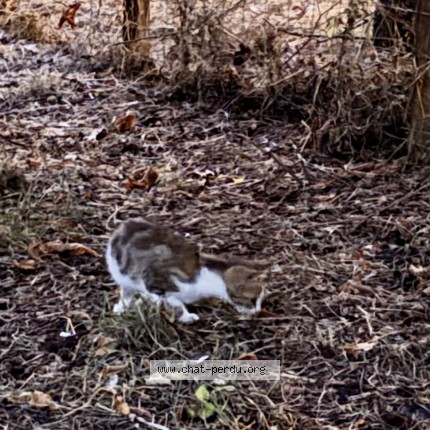Photo 1/1 Chat trouvé Trouvé à Paris