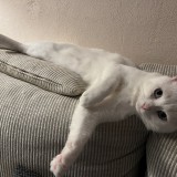 Anatole