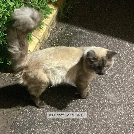 Photo de chat trouvé à Savigny Sur Orge