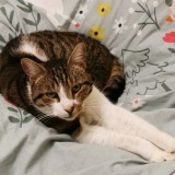 Filou