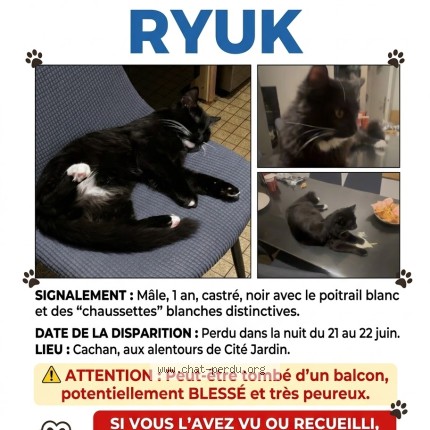 Photo 1/1 ryuk Chat perdu à Cachan