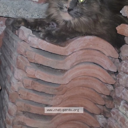 Photo 1/1 Chat trouvé Trouvé à Muret