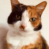 Mimou