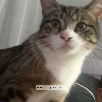 Photo 1/1 belle Chat perdu à Paris