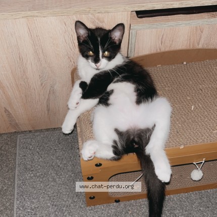 Photo 1/1 asouka Chat perdu à Maxeville