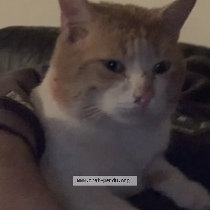 Photo de chat perdu à Athis Mons