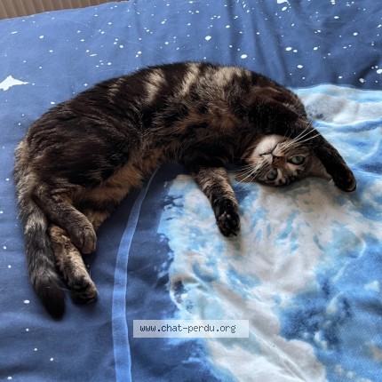 Photo 2/4 Titania Chat perdu à Courcelles Sur Seine