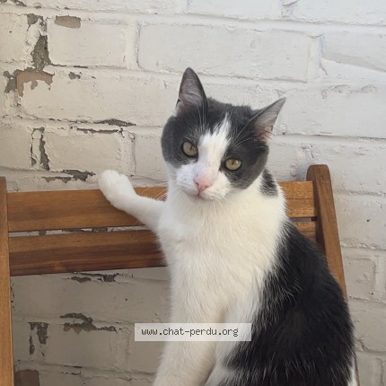 Photo de chat perdu à Bousbecque
