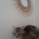 Chat gris