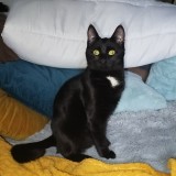 Onyx
