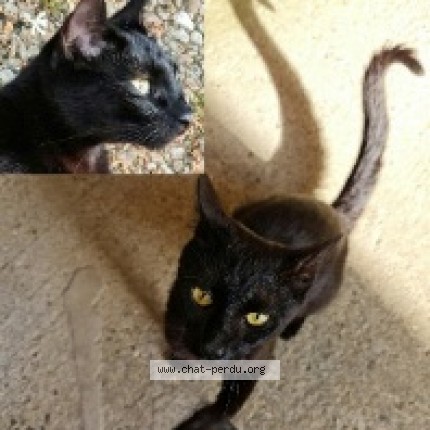 Photo de chat trouvé à Triel Sur Seine