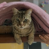 Tom