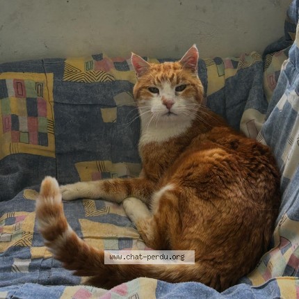 Photo 1/1 Kouzya Chat perdu à Puplinge