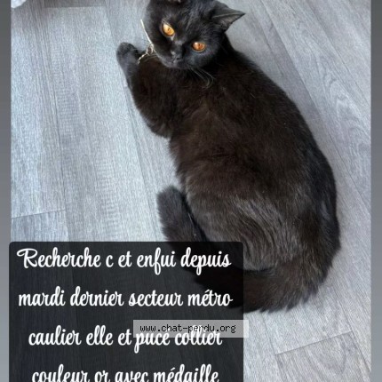 Photo de chat perdu à Lille